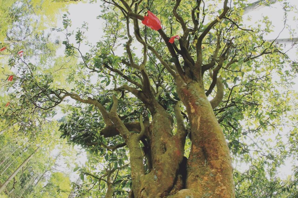 穿越茶山, com 穿越茶山, com